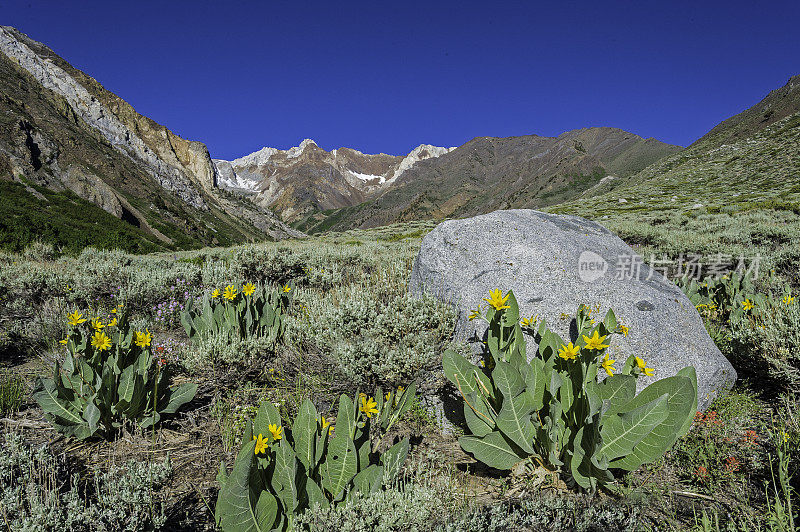 Wyethia mollis是紫菀科中的一种花，俗称毛骡耳。内华达山脉东侧，因约国家森林，麦吉溪峡谷，Mono县，加利福尼亚州。